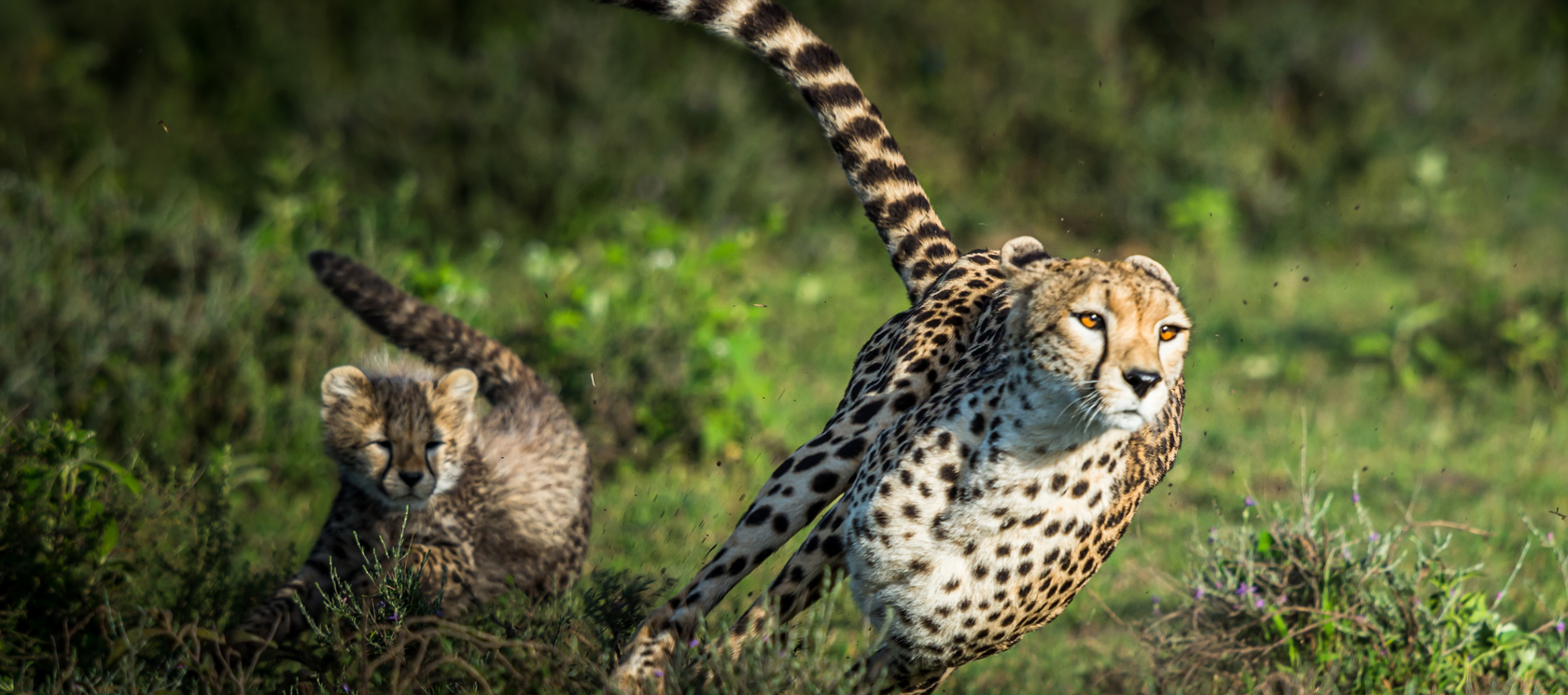 Agile DevOps Implementation